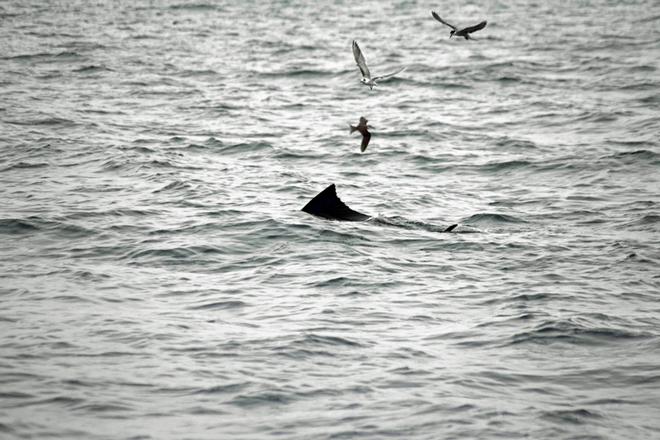Free swimming sails are a common sight.  © Jarrod Day