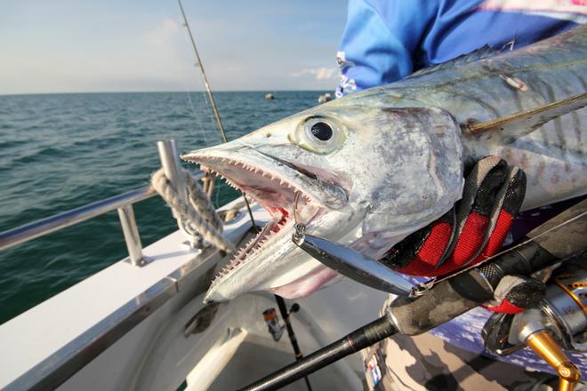 Single hooks on lures will increase the hook-up rate without injuring the fish as with trebles. ©  Jarrod Day www.jarrodday.com