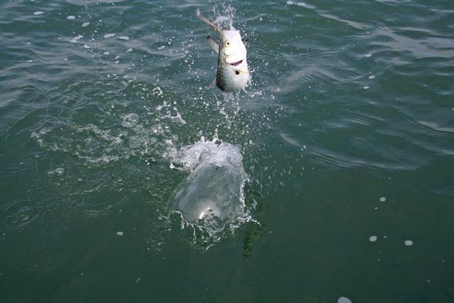 Another fish leaping for freedom. © Jarrod Day