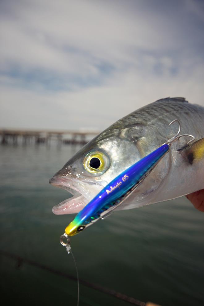 Duel Adagio stick baits are deadly on salmon. © Jarrod Day