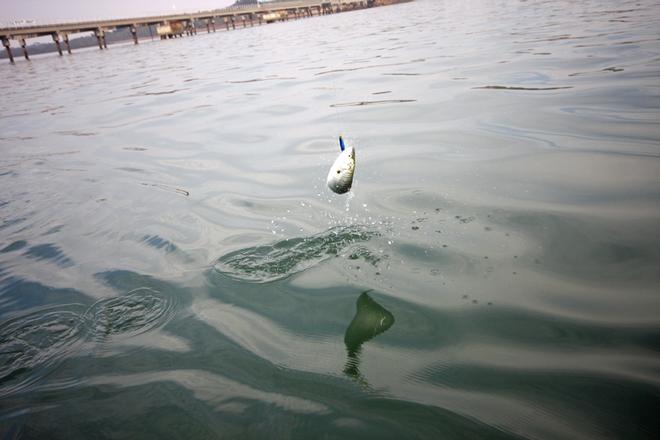 An aerial salmon not wanting to give up easily. © Jarrod Day