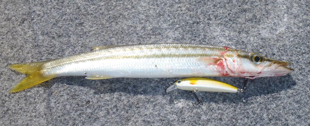 River pike make great live baits for mulloway and they do like the odd lure or two photo copyright Gary Brown taken at  and featuring the  class