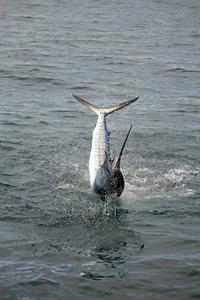 A jumping sail trying to get free. photo copyright Jarrod Day taken at  and featuring the  class