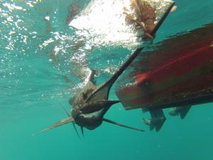 The release ends a fantastic battle. photo copyright Jarrod Day taken at  and featuring the  class