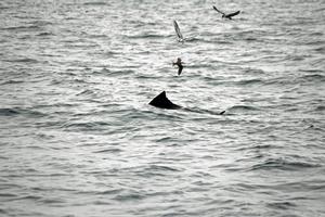 Free swimming sails are a common sight. photo copyright Jarrod Day taken at  and featuring the  class