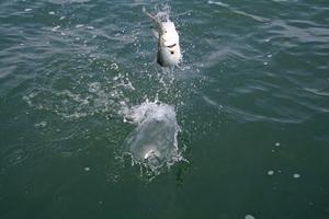 Another fish leaping for freedom. photo copyright Jarrod Day taken at  and featuring the  class