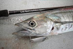 Small metal lures such as Sea Iron's are irrisistable to spanyards. photo copyright  Jarrod Day www.jarrodday.com taken at  and featuring the  class