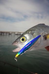 Duel Adagio stick baits are deadly on salmon. photo copyright Jarrod Day taken at  and featuring the  class