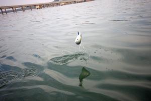 An aerial salmon not wanting to give up easily. photo copyright Jarrod Day taken at  and featuring the  class