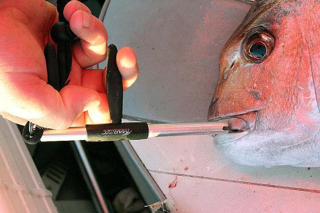 Hook reomval pliers are ideal for when a fish engulf's the entire hook. © Jarrod Day
