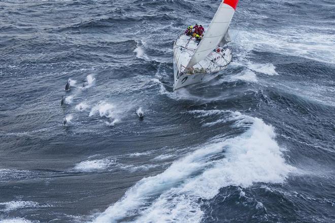 Brindabella with dolphins off Tasman Island - 2013 Rolex Sydney Hobart ©  Rolex / Carlo Borlenghi http://www.carloborlenghi.net