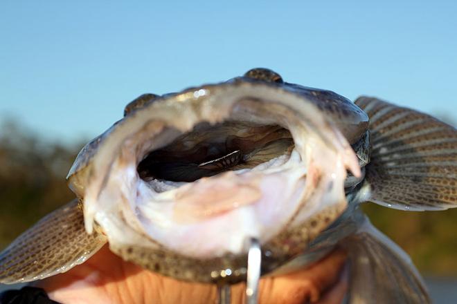 Can you see the lure? Try getting this out without using long nose pliers. © Jarrod Day