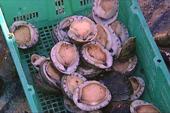 Abalone season is now open © Jarrod Day
