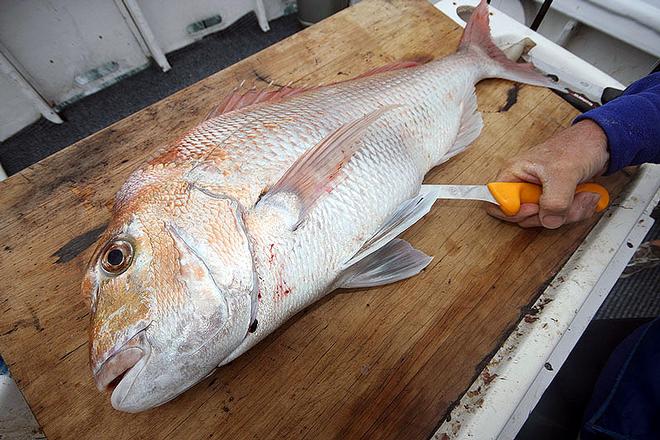 Don't use your bait knife to fillet a fish, use a specific fillet knife. © Jarrod Day
