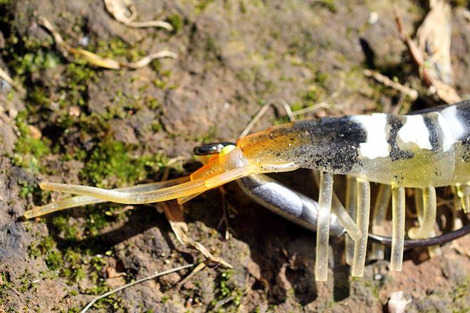 The hook placement allows the cherabin to cast into thick timbver without becoming snagged. © Jarrod Day