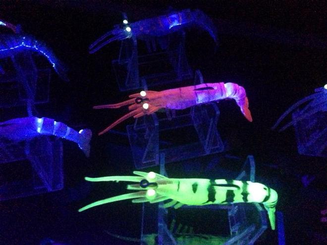 Hit with a UV Black Light, the cherabin really lights up. © Jarrod Day