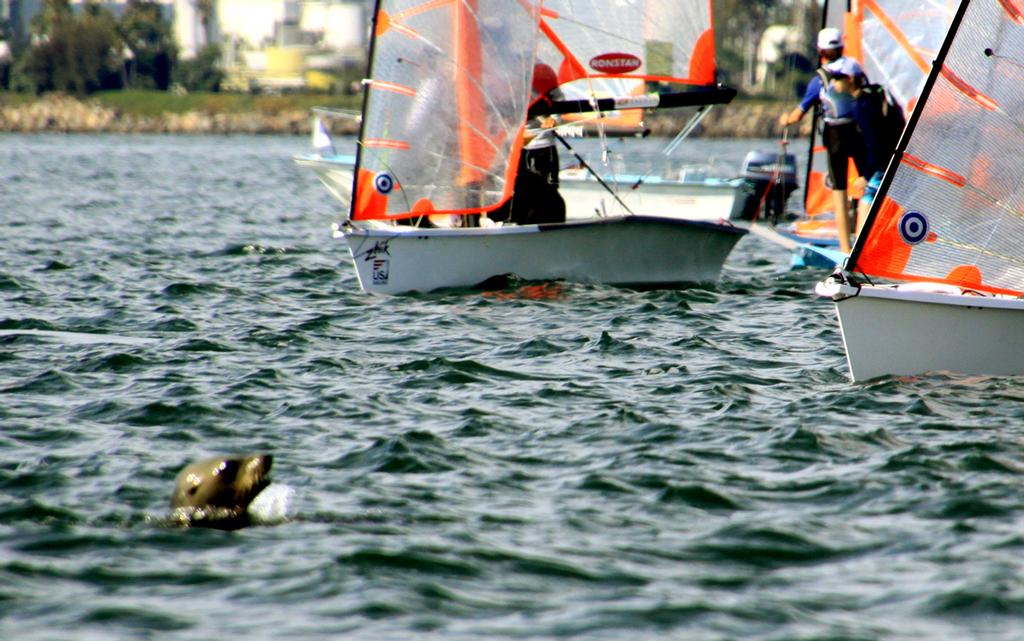Sea lion checks in with 29ers at the starting line - Turkey Day Regatta 2013 photo copyright Rich Roberts taken at  and featuring the  class