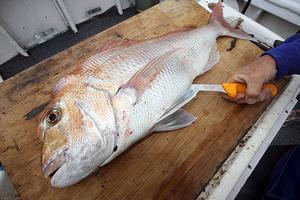 Don't use your bait knife to fillet a fish, use a specific fillet knife. photo copyright Jarrod Day taken at  and featuring the  class