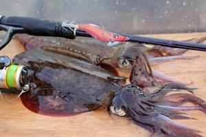 Fresh calamari are one of the best baits available. photo copyright Jarrod Day taken at  and featuring the  class