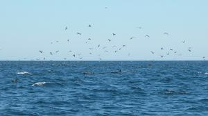 We used to see hundreds of birds photo copyright  SW taken at  and featuring the  class