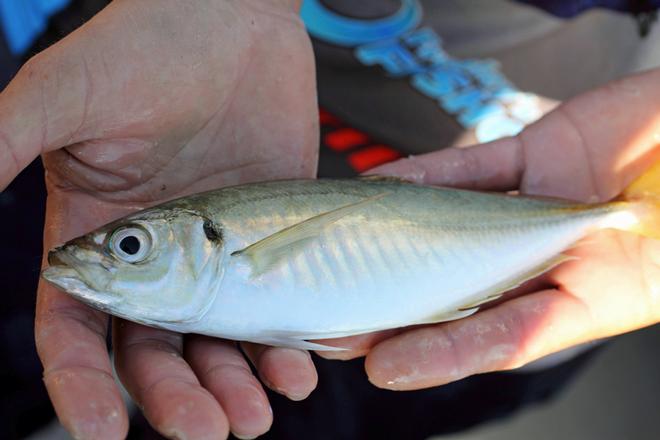 Quality baits such as live yakka's work a treat for a wide variety of species, including kingfish. © Jarrod Day