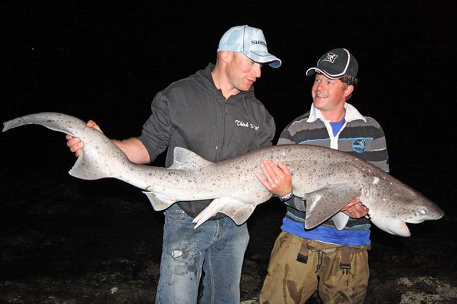 Lans based seven gill sharks can be a real challenge. © Jarrod Day
