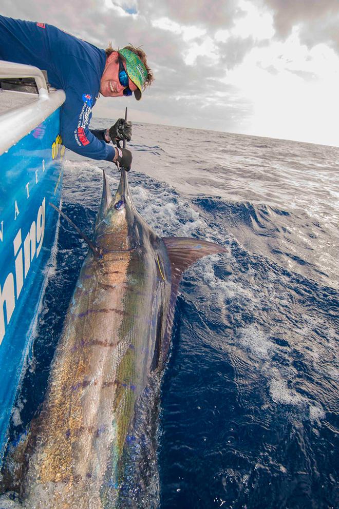 A typical Exmouth blue marlin boatside. WA has a world class fishery for these incredible billfish. © Jarrod Day