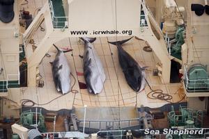 photo by Tim Watters photo copyright Sea Shepherd Conservation Society - copyright http://www.seashepherd.org taken at  and featuring the  class