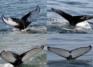 Whales tails - fingerprints photo copyright  SW taken at  and featuring the  class