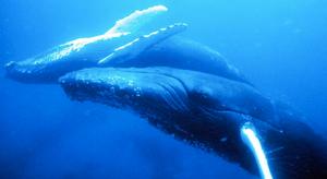 Whales tails - numbers are gradually growing photo copyright  SW taken at  and featuring the  class