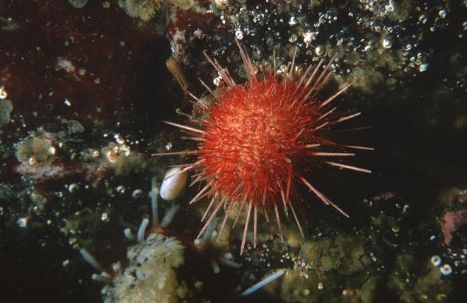 Sea urchin (Sterechinus neumayeri) - Sea urchins from Antarctica show adaptation to ocean acidification. © British Antarctic Survey http://www.antarctica.ac.uk