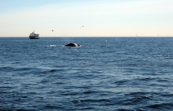 WHOI biologist Jesus Pineda's interest in internal waves is his hypothesis that the waves may concentrate plankton, attracting fish and aggregations of whales that feed on the fish.  © Leslie Baehr WHOI