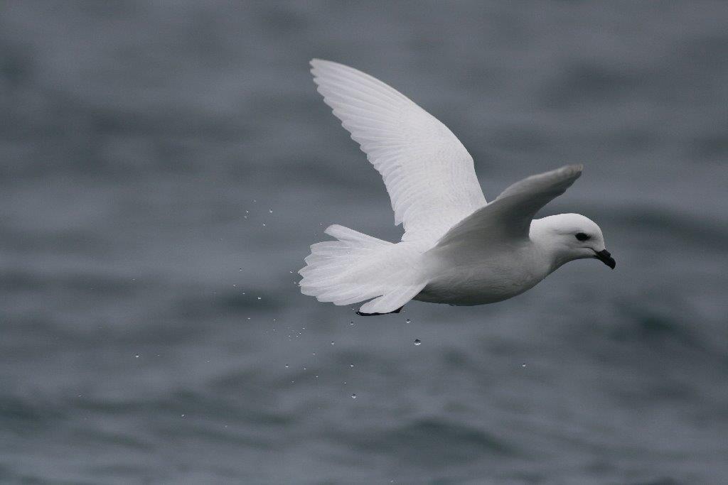 The team identified seabird colonies, including snow petrels - Seabird poo has unique spectral signature visible from satellite images. © British Antarctic Survey http://www.antarctica.ac.uk