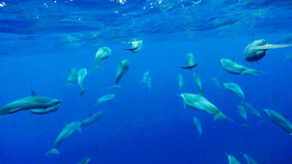 December 7, 2014. Leg 2 onboard Team SCA. A pod of dolphins, young and old, play in the wash of Team SCA. photo copyright Corinna Halloran / Team SCA taken at  and featuring the  class