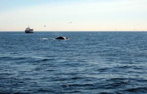 WHOI biologist Jesus Pineda's interest in internal waves is his hypothesis that the waves may concentrate plankton, attracting fish and aggregations of whales that feed on the fish. photo copyright Leslie Baehr WHOI taken at  and featuring the  class