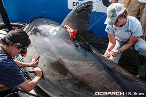DYT has partnered with Ocearch to support its study of sharks and other large predators that are essential to the future of the marine ecosystem. photo copyright Ocearch/R. Snow taken at  and featuring the  class