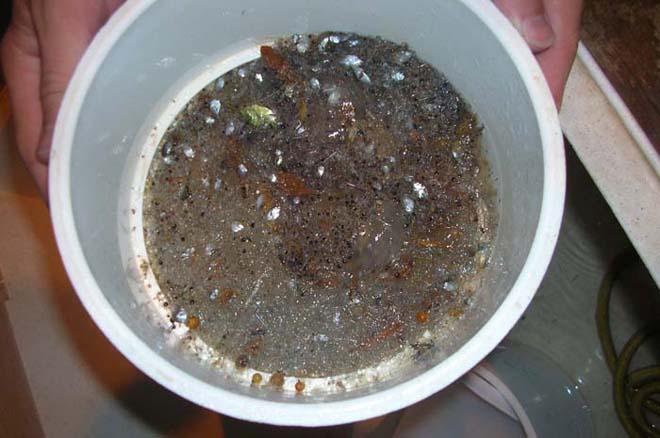 A zooplankton sample collected using a neuston net. Note the small juvenile fish and all of the clear, jelly-like larva © Heather Haberman, NOAA Teacher at Sea http://www.fisheries.noaa.gov/