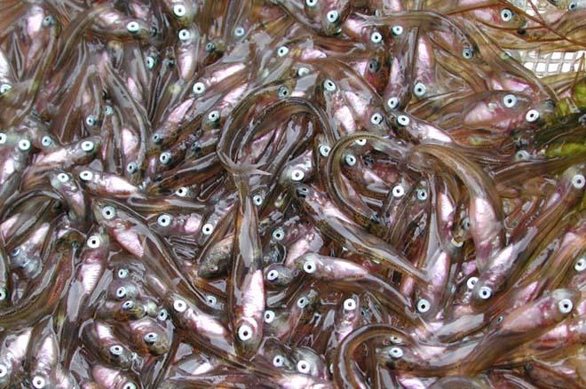 Pollock larvae 18-28 mm in length © NOAA . http://www.noaanews.noaa.gov/