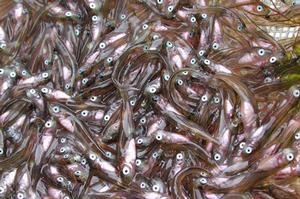 Pollock larvae 18-28 mm in length photo copyright NOAA . http://www.noaanews.noaa.gov/ taken at  and featuring the  class