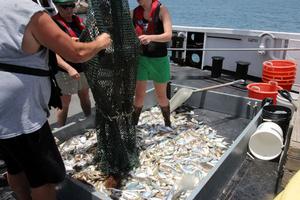 In the Gulf of Mexico, a single haul often brings up over thirty species of fish, molluscs (mainly squid), and crustaceans (such as shrimps and crabs). The haul will be sorted by species, and then scientists will weigh, measure, and sex a subsample of each species photo copyright NOAA . http://www.noaanews.noaa.gov/ taken at  and featuring the  class