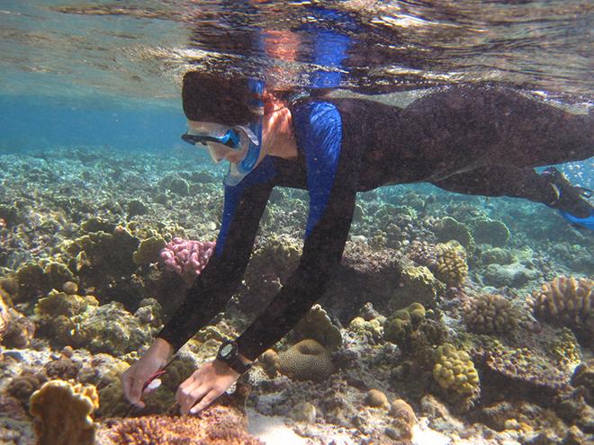 Rachael Bay puts an identification tag next to a coral colony so that researchers can find the same colony later © Steve Palumbi