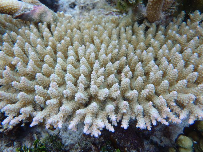 Acropora hyacinthus colony living in the back reef pools of Ofu Island in the National Park of American Samoa © Rachael Bay