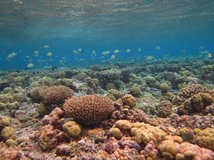 The healthy back reef on Ofu Island in the National Park of American Samoa photo copyright Francois Seneca taken at  and featuring the  class
