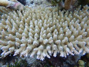 Acropora hyacinthus colony living in the back reef pools of Ofu Island in the National Park of American Samoa photo copyright Rachael Bay taken at  and featuring the  class