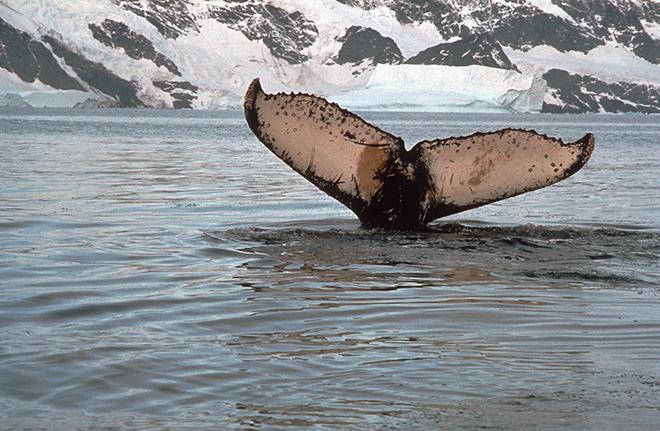 Flukes of Humpback Whale - individual humpbacks are identified by the unique pattern on their flukes © D W H Walton