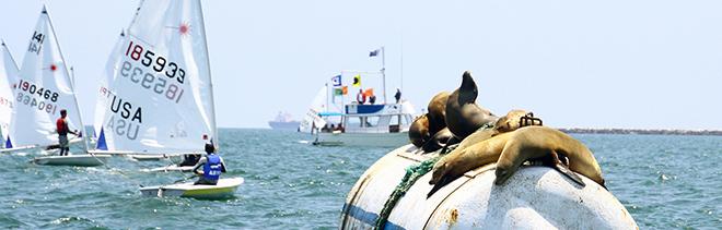 Harbor seals see Laser Radials off the start line from their seats in ABYC's Memorial Day Regatta  - ABYC Memorial Day Regatta 2014 © Rich Roberts