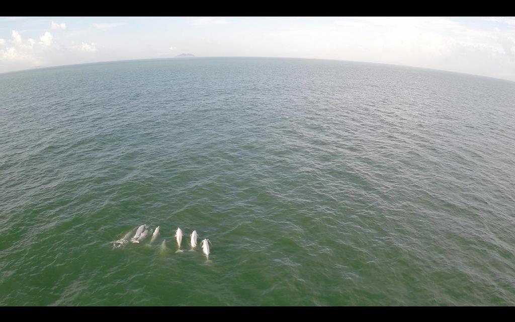 Simon Holliday was accompanied on the HK-Macau swim by a pod of pink dolphins - as many as 30 at one time photo copyright Jeffrey Yim taken at  and featuring the  class