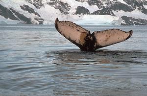 Flukes of Humpback Whale - individual humpbacks are identified by the unique pattern on their flukes photo copyright D W H Walton taken at  and featuring the  class