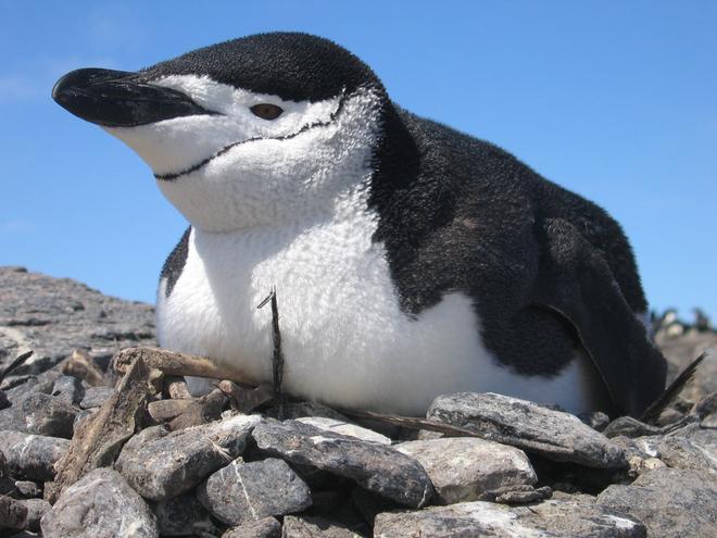 Adult chinstrap penguin incubating eggs on its nest.  © Mike Dunn, British Antarctic Survey