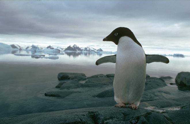 An Adelie penguin on Rothera Point, Antarctic Peninsula.  © British Antarctic Survey http://www.antarctica.ac.uk